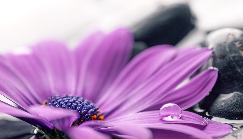 (Header) Chi sono